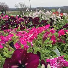 3,323 likes · 331 talking about this · 382 were here. Schaffitzel S Flowers Home Facebook