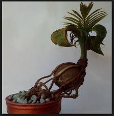 Bonsai merupakan tanaman miniatur dari bentuk asli pohon yang berukuran besar. Bonsai Kelapa Termahal Indonesia Outdoorbonsai Bonsai Indonesia Kelapa Outdoorbonsai Termahal Bonsai Art Bonsai Tree Bonsai