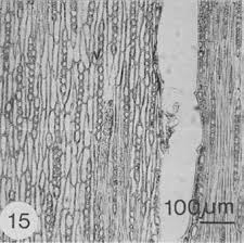 Image result for Brachystegia spiciformis × microphylla
