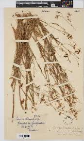 Image result for Emilia schinzii