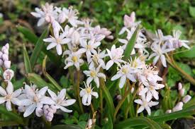 Mar 08, 2019 · ladoňka (scilla) v zahradách je nejběžnějším zástupcem tohoto rodu ladoňka dvoulistá (scilla bifolia l.). Scilla Bifolia Rosea