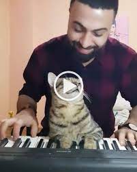 Learn To Play The Piano Cats Funny Animals Cute Funny Animals