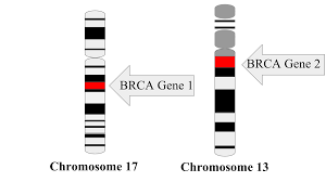 The most commonly mutated gene in people with cancer is p53 or tp53. Brca Mutation Wikipedia