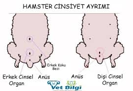 Hamsterlarda Cinsiyet Ayrimi Vetbilgi