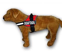 No more monthly pet fees · signed therapist letters · verifications Please Measure Your Dog Before Ordering Purchase Comes With 2 Reflective Therapy Dog In Training Pathces Therapy Dog In Training Nylon Dog Vest Harness Girth 12 16 Black Dogs Vest Harnesses Urbytus Com