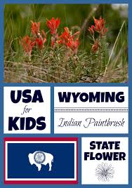 All state flowers of india. Wyoming State Flower Indian Paintbrush By Usa Facts For Kids