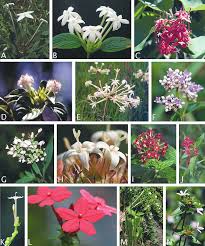 Image result for Otiophora pycnostachys