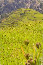 SONG DYNASTY (960-1279) AGRICULTURE