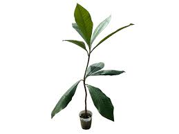 Image result for Bellucia