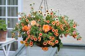 Image result for foto Million Bells