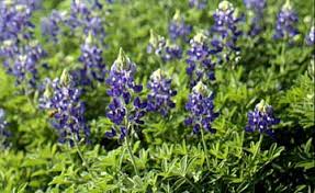 The hexadecimal rgb code of bluebonnet color is #1c1cf0 and the decimal is rgb(28,28,240). Texas Bluebonnets Texas Pride Archives Aggie Horticulture