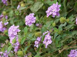 Pin On Part Shade Garden
