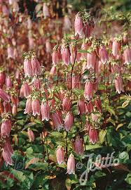 Image result for Euphorbia rubriflora