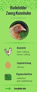 Huhnerhaltung Steckbrief Bielefelder Zwerg Kennhuhn Rassemerkmale Eigenschaften Legeleistung Eierfarbe Zwerghuhner Huhner Huhner Rassen