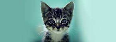 Kittens do not have specific names (you get to name them yourself.) when you level up a kitten, they unlock skills. Cats And Kittens Home Facebook