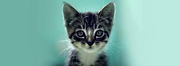 Get this cats kittens pet cats sticker and clip art to create the outstanding graphic design in a few clicks! Cats And Kittens Home Facebook