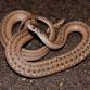 World Snake Day Exhibit
