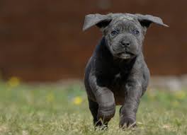 Looking for a puppy or dog in ohio? Cria De Cane Corso Venta De Cane Corsos Comprar Cachorros Cane Corso Online