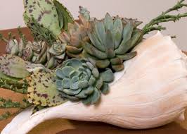 Time for the fun part — decorating with your baby air plants are most common for this succulent arrangement since they require no soil to survive, making it. Succulent Centerpieces Hgtv