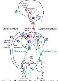 Maladie primaire et maladie secondaire. Pdf Deregulation De La Dopamine Et Maladies Du Repos Maladie De Willis Ekbom Et Maladie De Parkinson Semantic Scholar