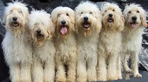 f1b goldendoodle f1b labradoodle comparison of different