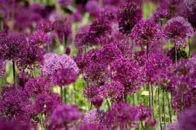 Maybe you would like to learn more about one of these? How To Grow Allium Flower Care Guide