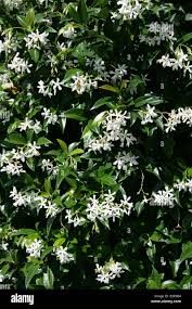 Image result for Oleaceae