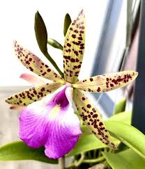 Image result for Cyphia richardsiae