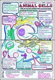 .a plant cell has the cell wall which is made of. Animal Cells And Organelles Doodle Notes Science Doodle Notes Science Cells Science Notes Science Doodles