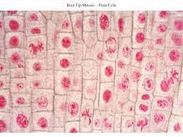 Local cell division occurs in the roots and chutes of plants developing more matured parts. Biology Quiz Meiosis And Mitosis Diagram Quizlet