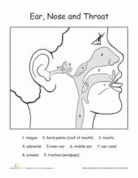 December 22, 2014 admin crafts, human body crafts 0. Human Anatomy Ear Nose Throat Worksheet Education Com