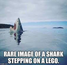 Shark Head Out Of Water Rare Image Of A Shark Stepping On A Lego Image Tagged In Shark Head Out Of Wate Funny Animal Jokes Animal Jokes Funny Animal Memes