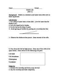 Plant cells always have a strong cell wall surrounding them. Elodea Plant Cell Osmosis Diffusion Lab By Bryan F Tpt
