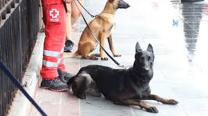 Roja