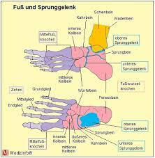 Medizinfo Orthopadie Anatomie Von Fuss Und Sprunggelenk