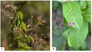 Image result for Pleurolobus