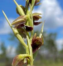 Image result for Orthochilus euanthus