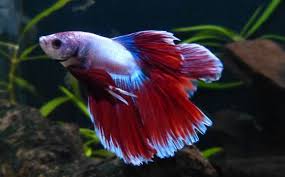 Some betta fishes will have long and flowing tails, which can be beautiful determine if a betta fish has a double tail. Half Moon Double Tail Betta Vang Bettas