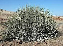 Image result for Euphorbia spissiflora
