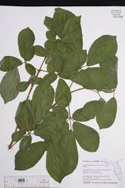Image result for Handroanthus chrysotrichus