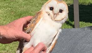 Half dozen new hoots