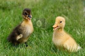 Black And Yellow Duckling Freepik Graphic Resources For Everyone Ducklings Photo Posters Poster
