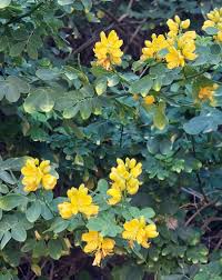 Image result for Mystroxylon