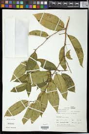 Image result for Sclerocroton