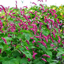 Image result for Berlinia orientalis