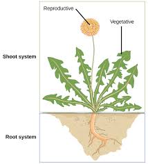 Plants with their respective root systems likely evolved based on the conditions of the native soil where they thrived, or as an adaptation to the types of the hyphae, or tentacles of the fungus, are much smaller than even the root hairs and can, therefore, mine into much smaller crevices in search of. Plant Structures Biology For Majors Ii