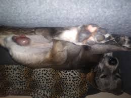 Image result for scrotum dog skin peeling