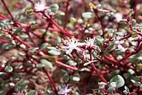 Image result for Trianthema salsoloides