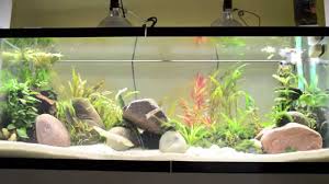 Best Lights For Planted Tank Youtube