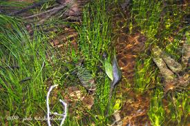 Image result for Cyperus sp.no.7